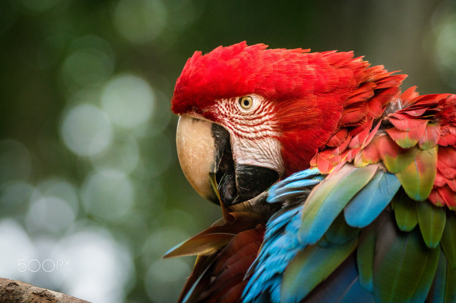 Sony ILCA-77M2 + Sony 70-400mm F4-5.6 G SSM sample photo. Macaw portrait photography