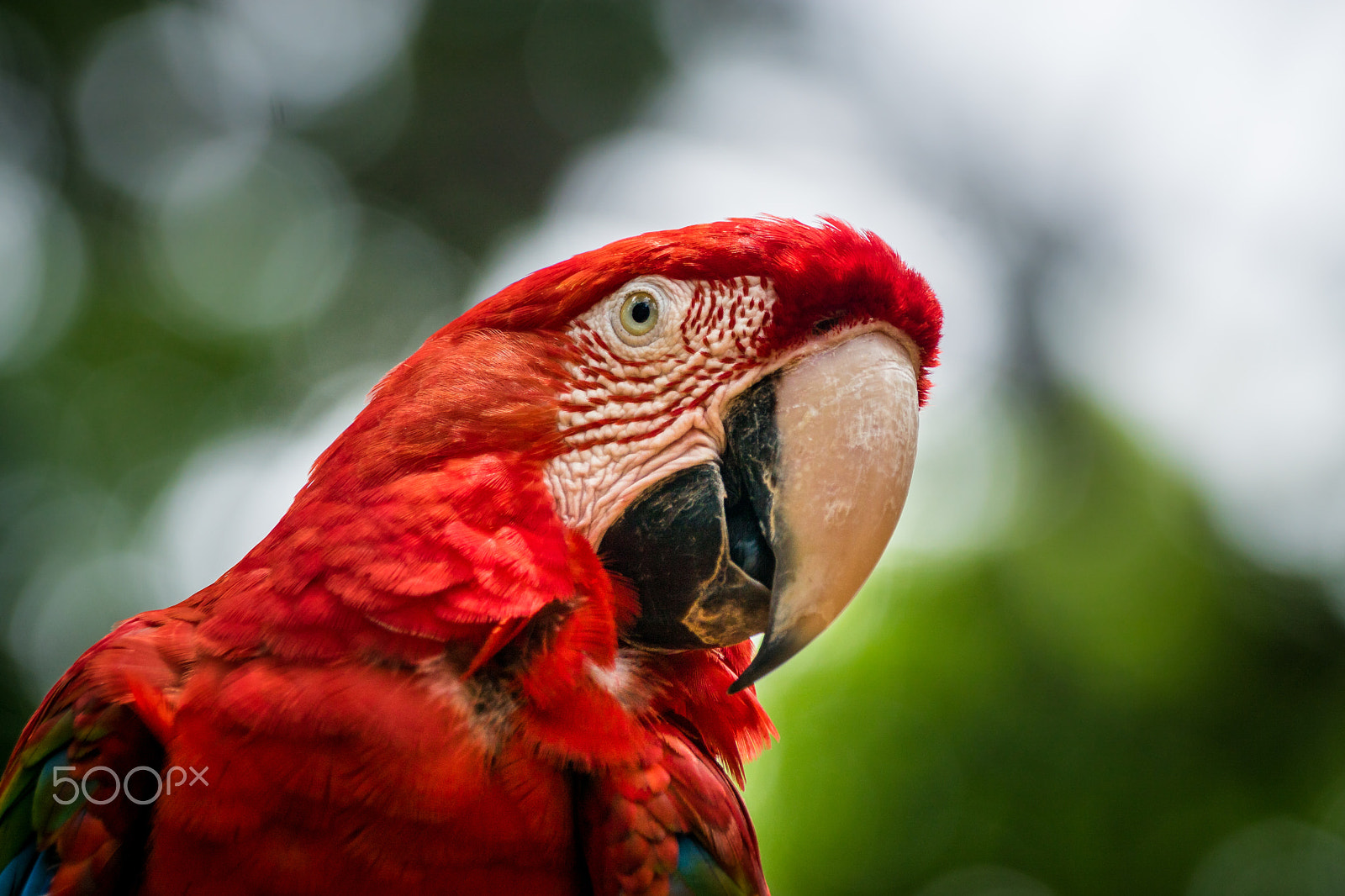 Sony ILCA-77M2 + Sony 70-400mm F4-5.6 G SSM sample photo. Macaw portrait photography