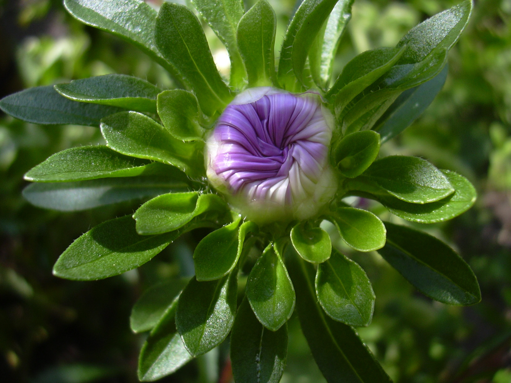 Nikon E2000 sample photo. бутон астры photography