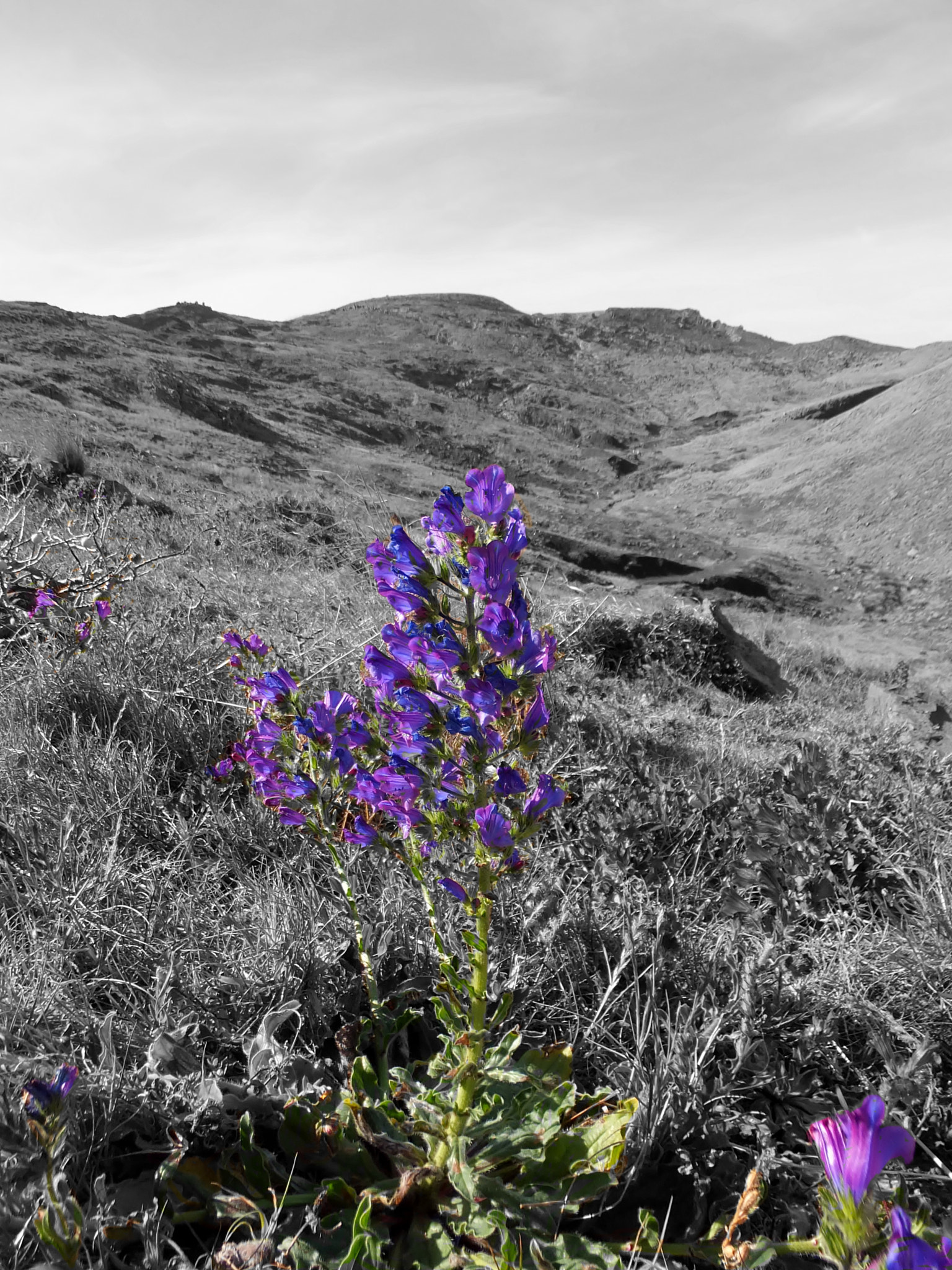 Fujifilm FinePix F770EXR (FinePix F775EXR) sample photo. East of madeira photography