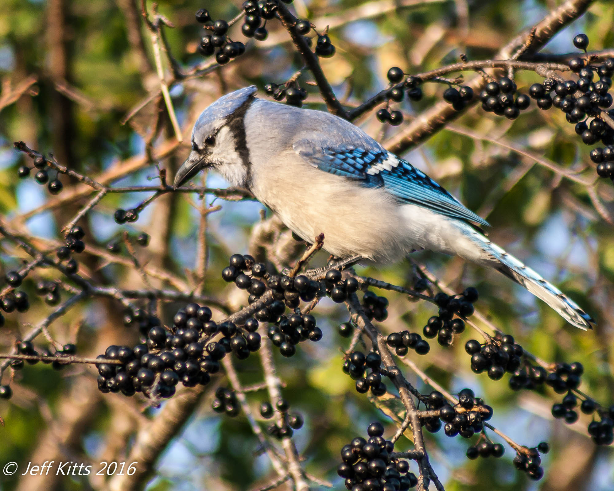 Canon EF 75-300mm f/4-5.6 USM sample photo. 3931-blue jay&wild grapes photography