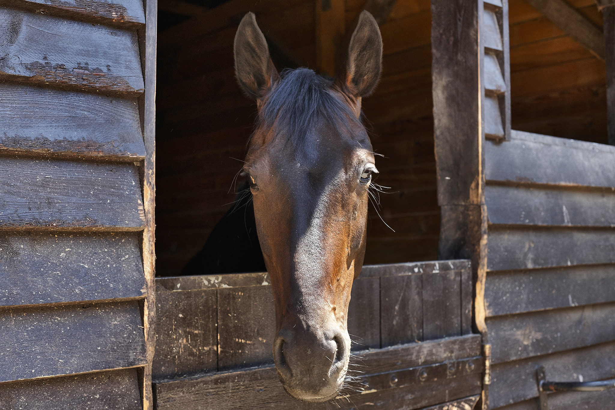 Canon EOS 5D + Canon EF 50mm F1.4 USM sample photo. "stable with view" photography