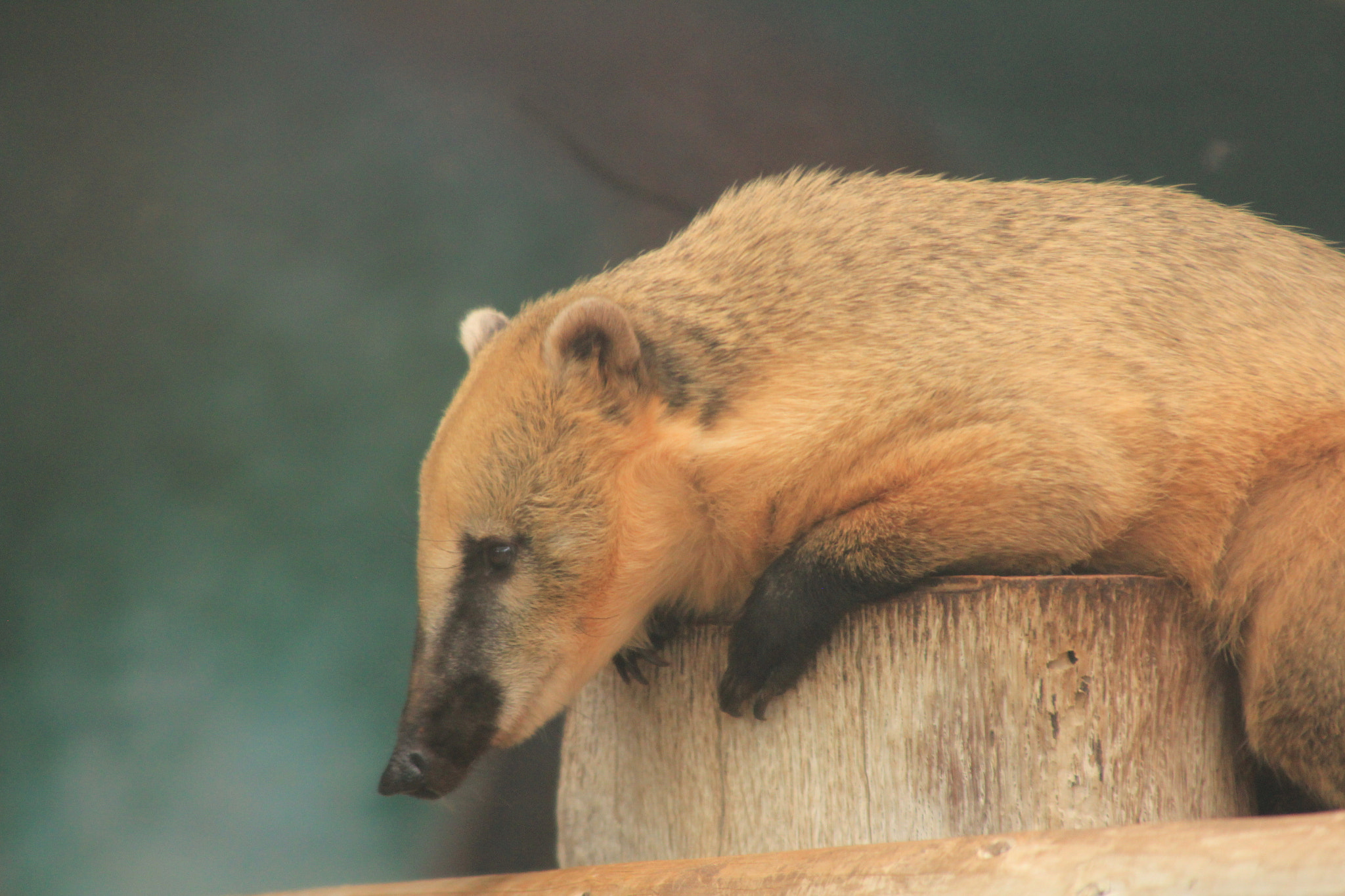 Canon EOS 60D + Tamron AF 28-300mm F3.5-6.3 XR Di LD Aspherical (IF) Macro sample photo. Ring tailed coati photography