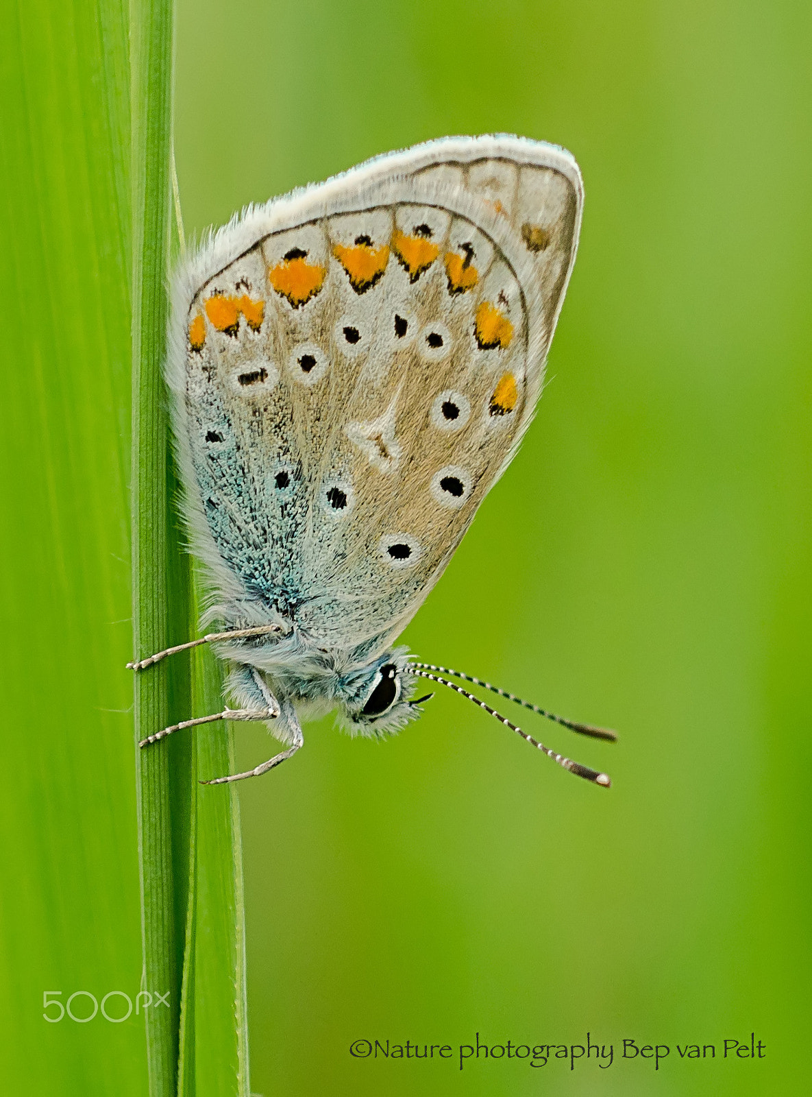 Nikon D7000 + Sigma 50mm F2.8 EX DG Macro sample photo. Common blue prepares to sleep photography