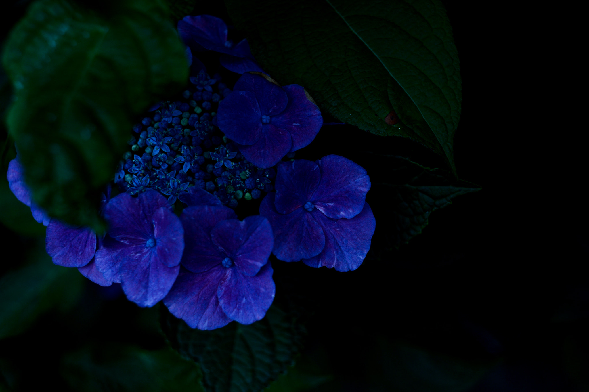 Nikon Df + Nikon AF Nikkor 35mm F2D sample photo. Dsc_6836.jpg photography