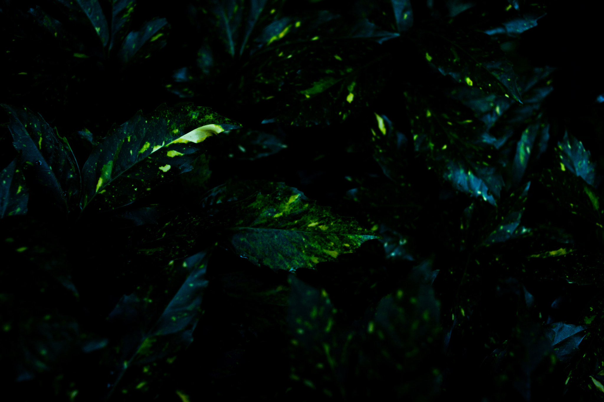 Nikon Df + Nikon AF Nikkor 35mm F2D sample photo. Dsc_6832.jpg photography