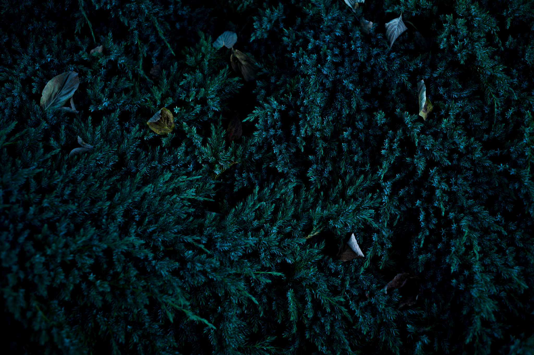 Nikon Df + Nikon AF Nikkor 35mm F2D sample photo. Dsc_6844.jpg photography