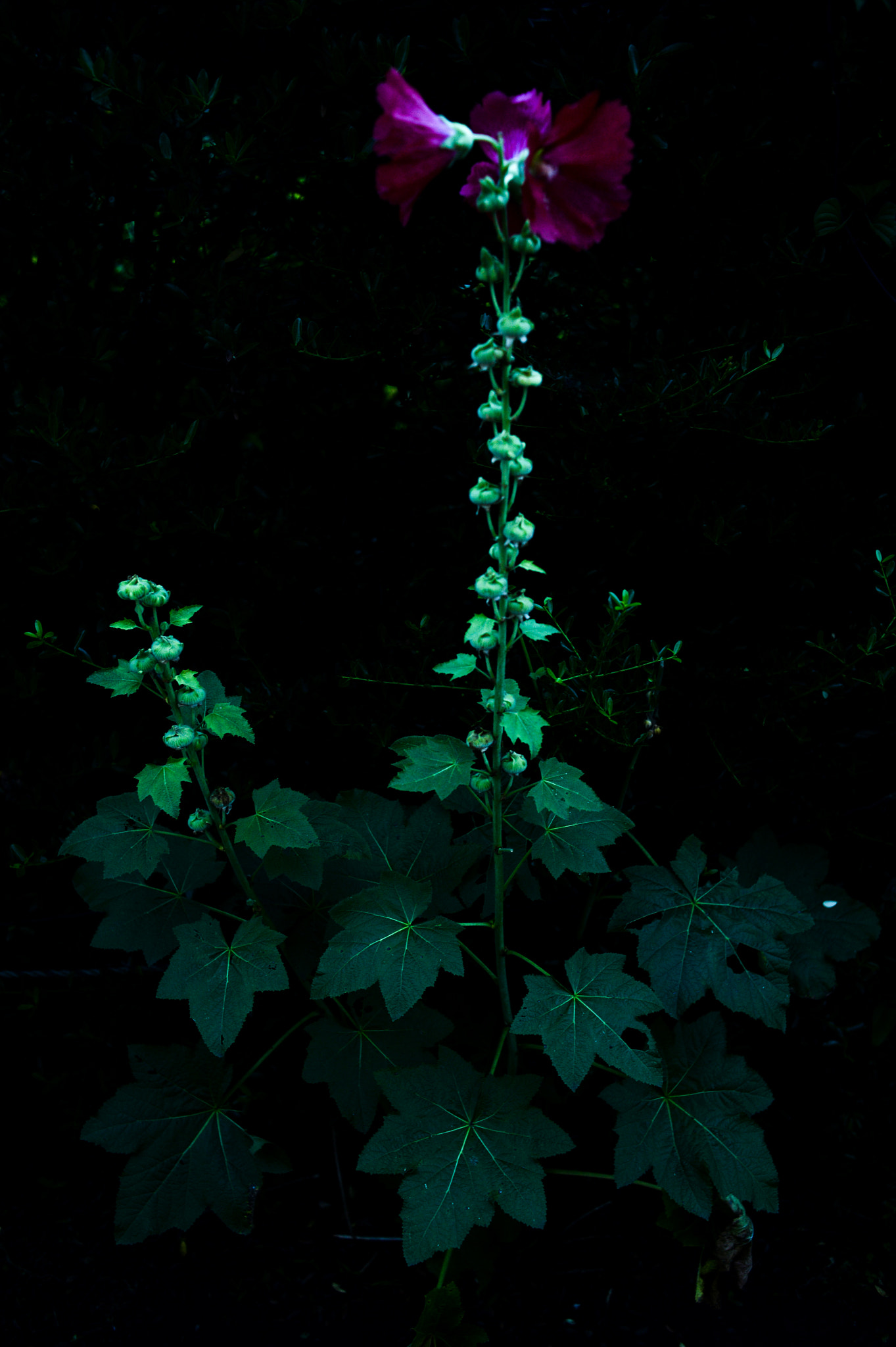 Nikon Df + Nikon AF Nikkor 35mm F2D sample photo. Dsc_6840.jpg photography