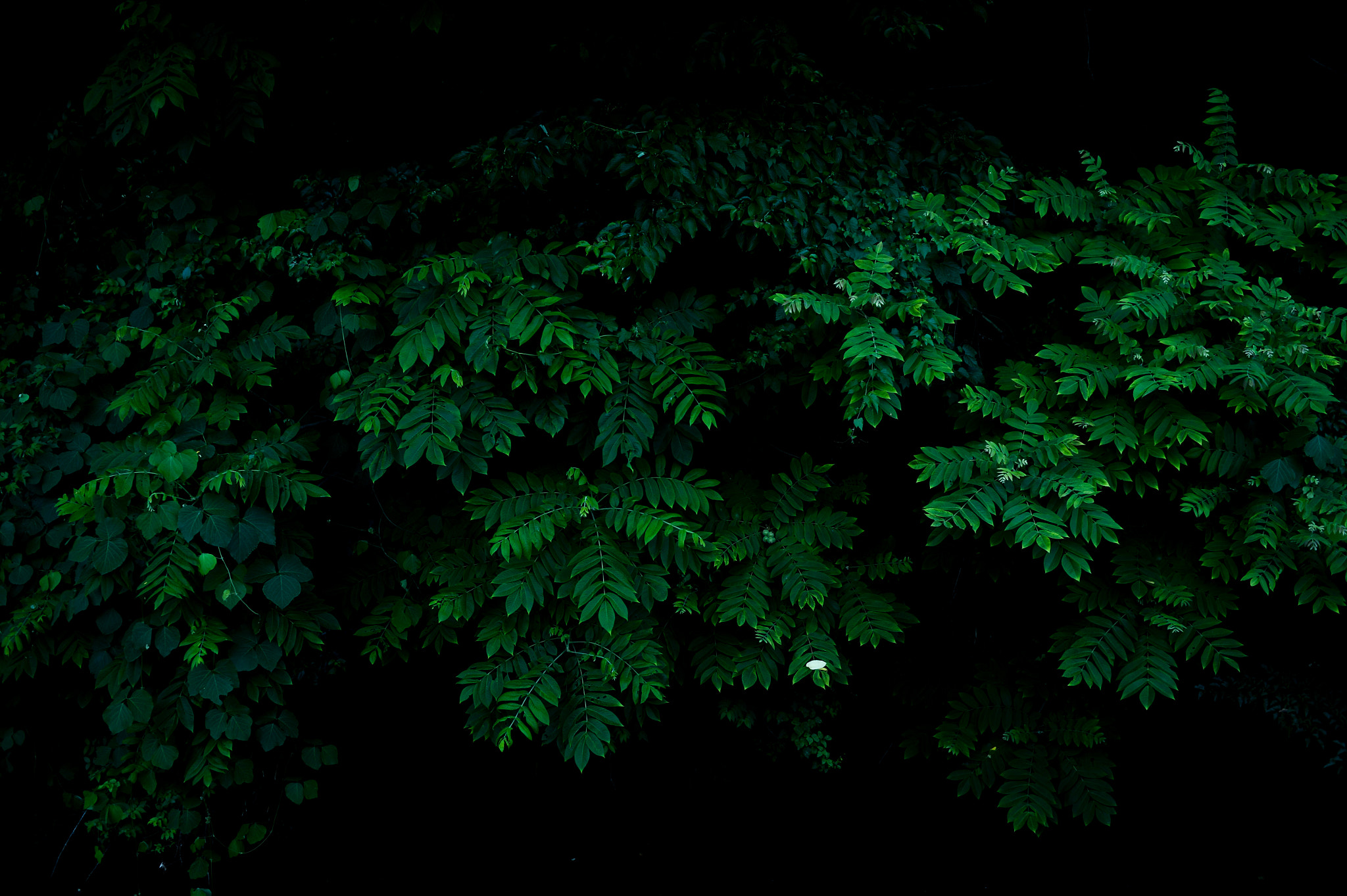 Nikon Df + Nikon AF Nikkor 35mm F2D sample photo. Dsc_6810.jpg photography