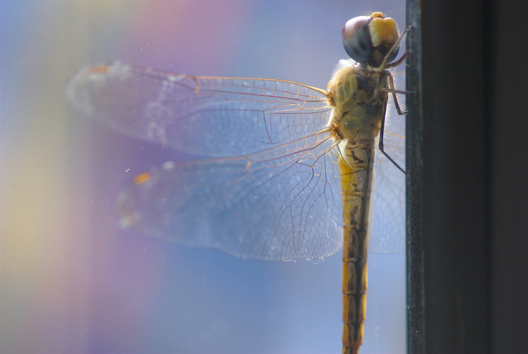 Sigma 70-300mm F4-5.6 APO DG Macro sample photo. Libelula photography
