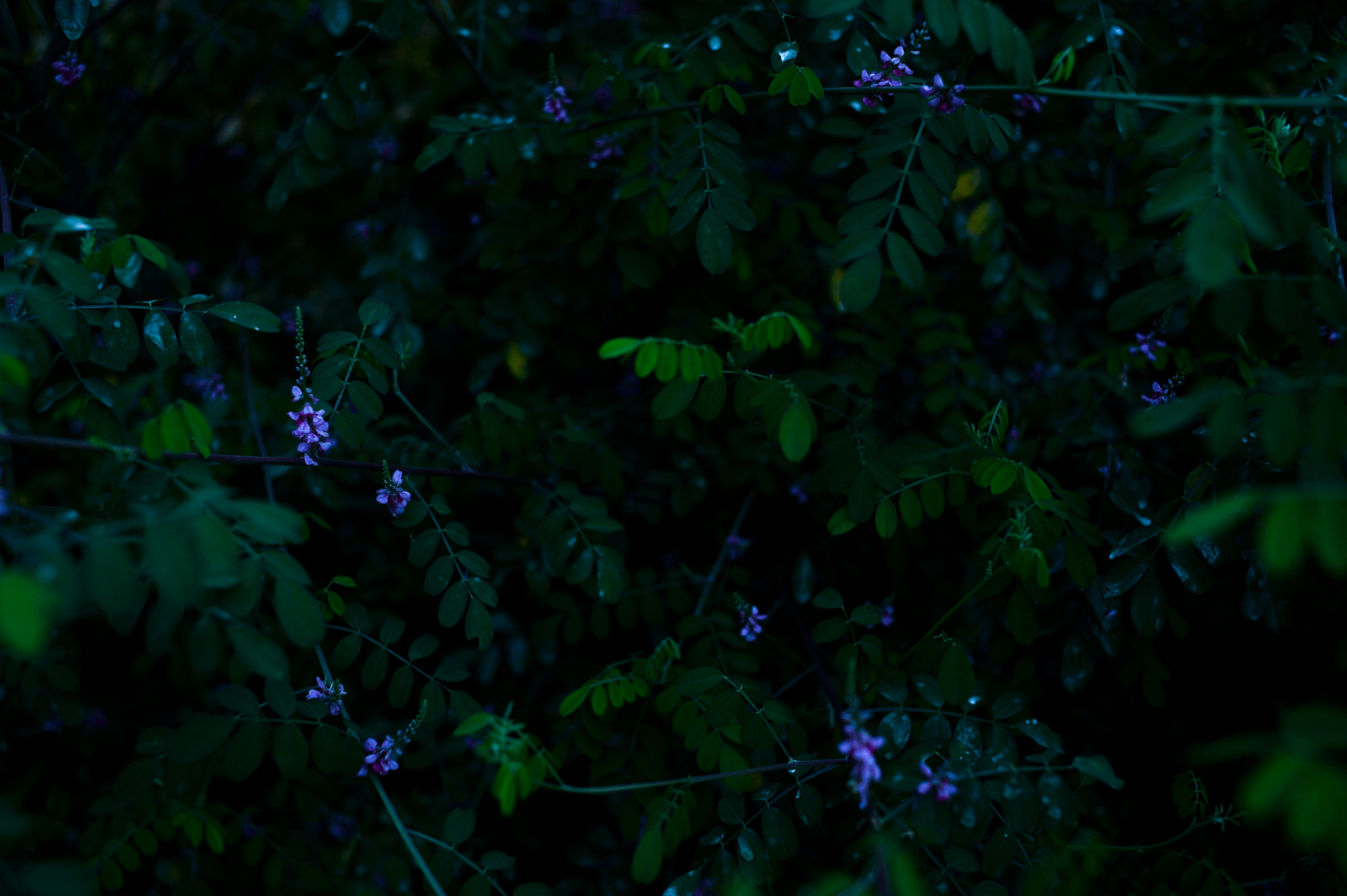Nikon Df + Nikon AF Nikkor 35mm F2D sample photo. Dsc_6825.jpg photography