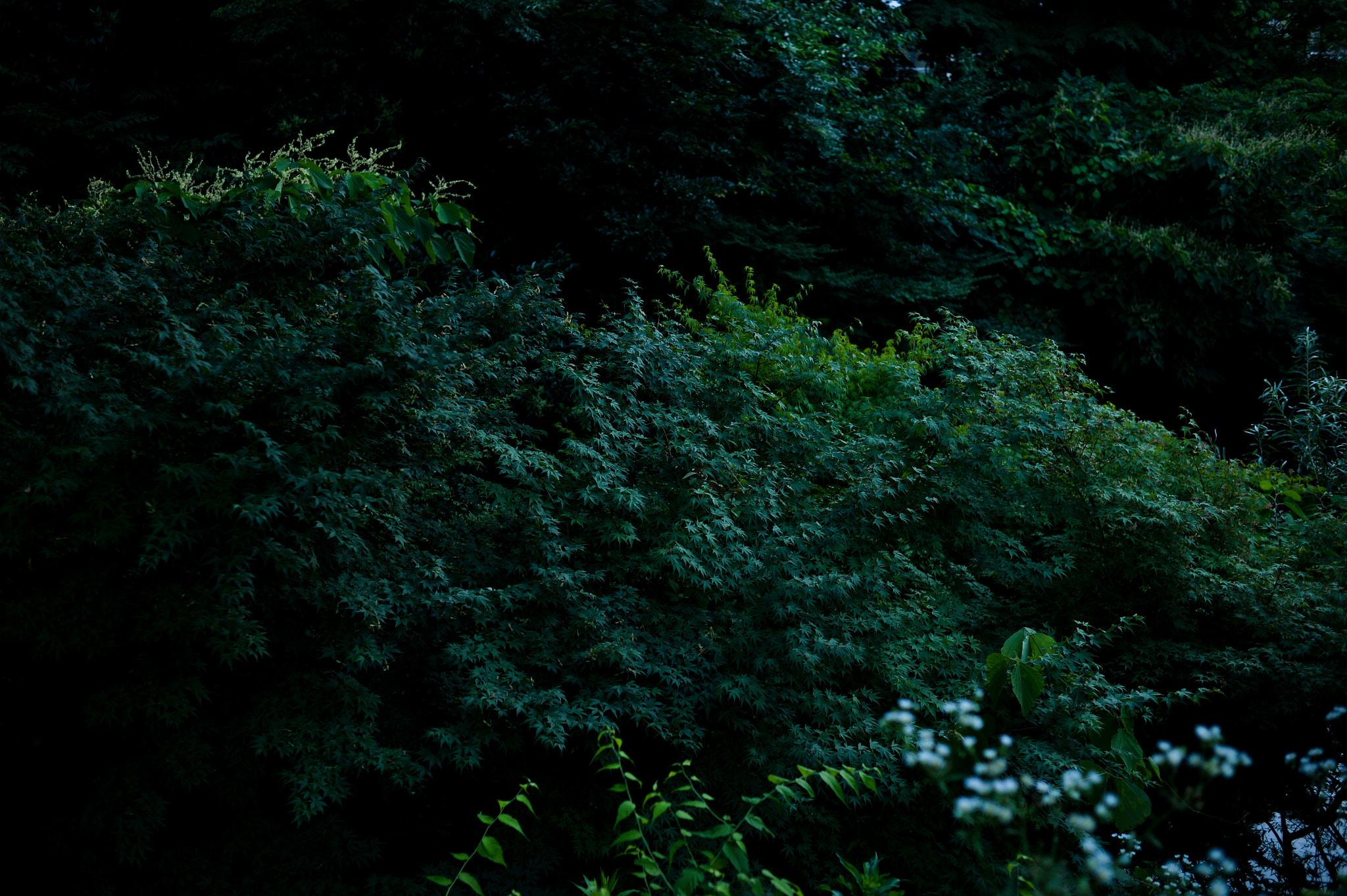 Nikon Df + Nikon AF Nikkor 35mm F2D sample photo. Dsc_6794.jpg photography