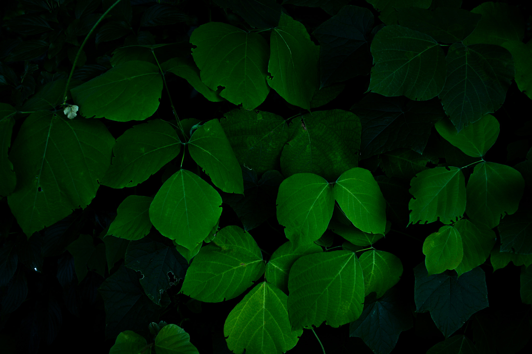 Nikon Df + Nikon AF Nikkor 35mm F2D sample photo. Dsc_6800.jpg photography