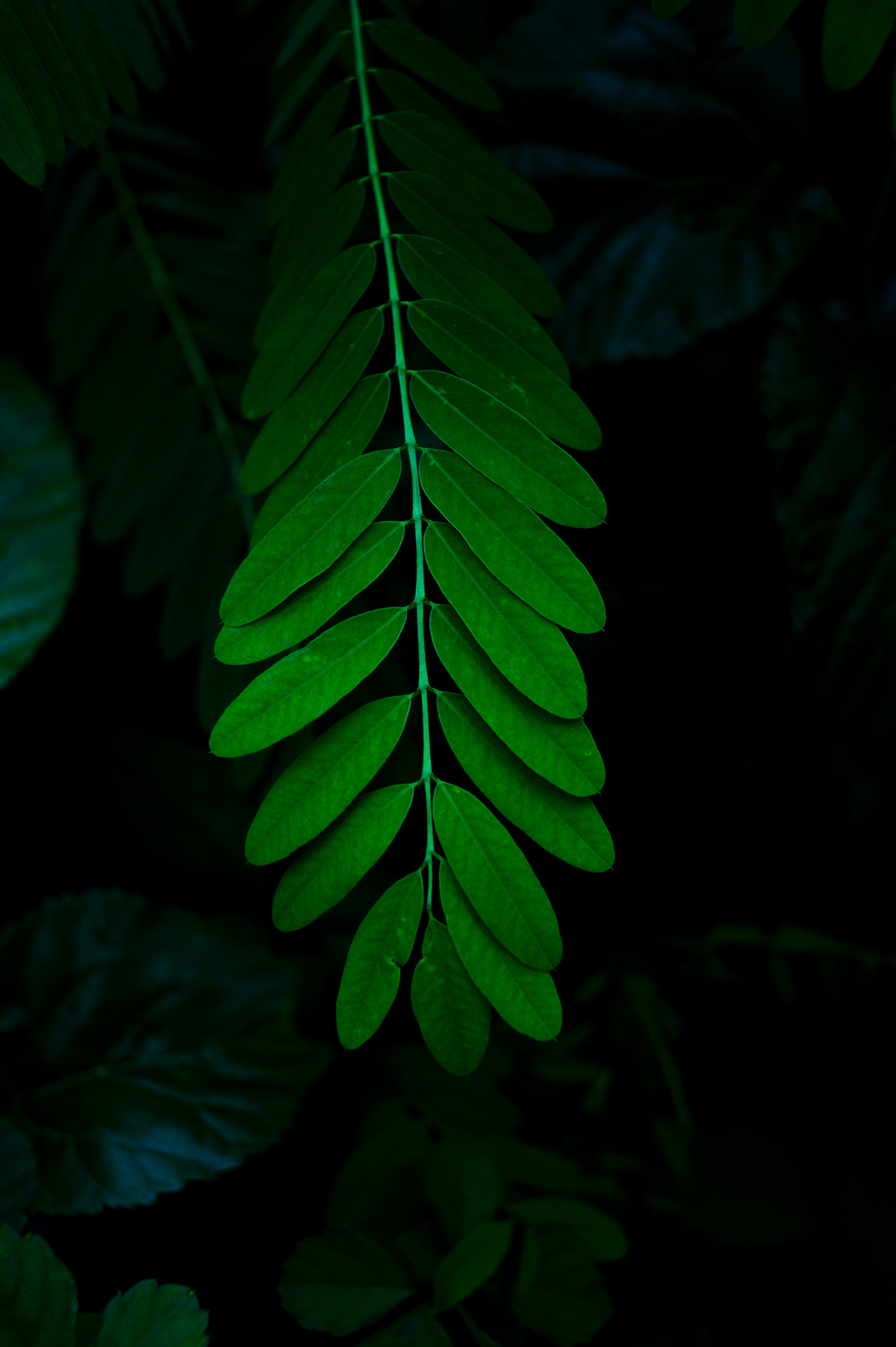 Nikon Df + Nikon AF Nikkor 35mm F2D sample photo. Dsc_6806.jpg photography