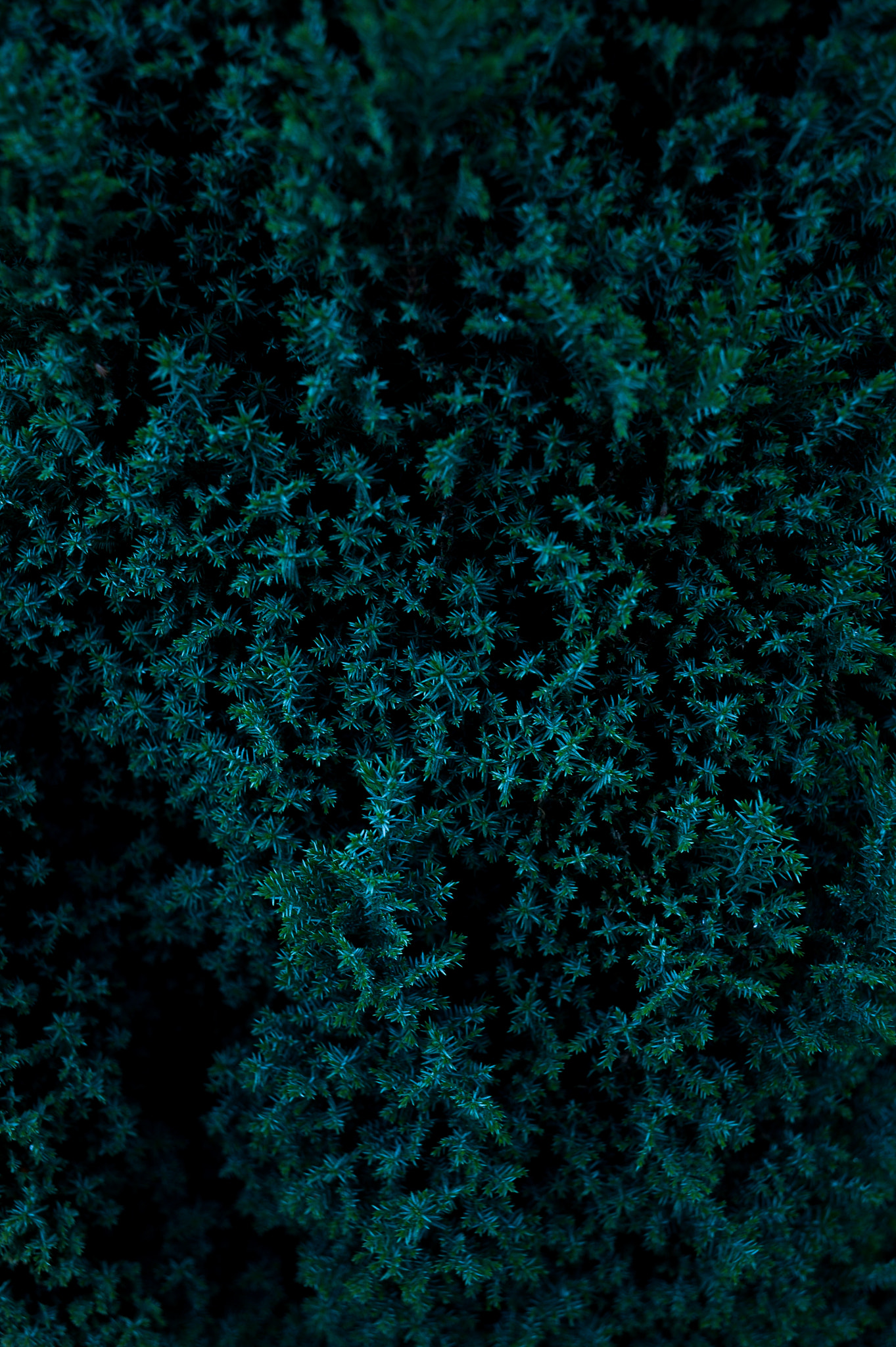 Nikon Df + Nikon AF Nikkor 35mm F2D sample photo. Dsc_6776.jpg photography