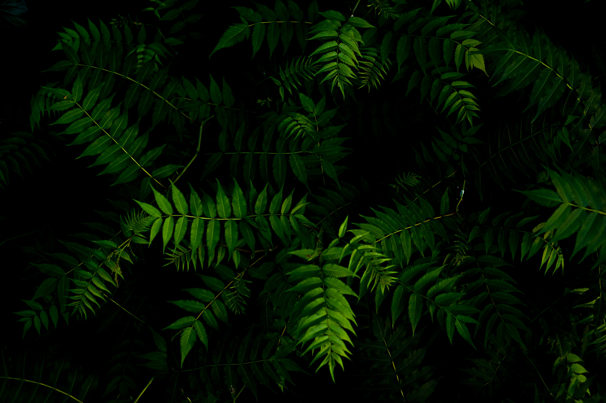 Nikon Df + Nikon AF Nikkor 35mm F2D sample photo. Dsc_6780.jpg photography