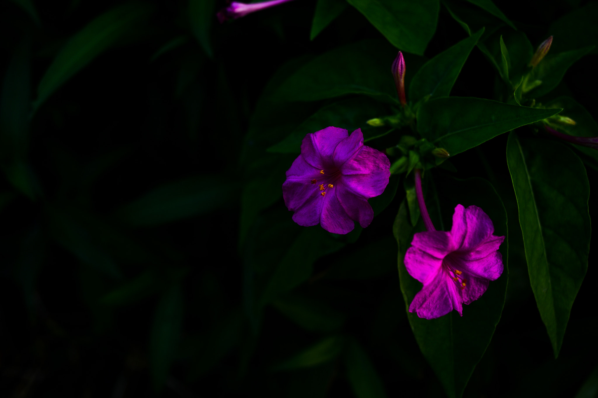Nikon Df + Nikon AF Nikkor 35mm F2D sample photo. Dsc_6771.jpg photography