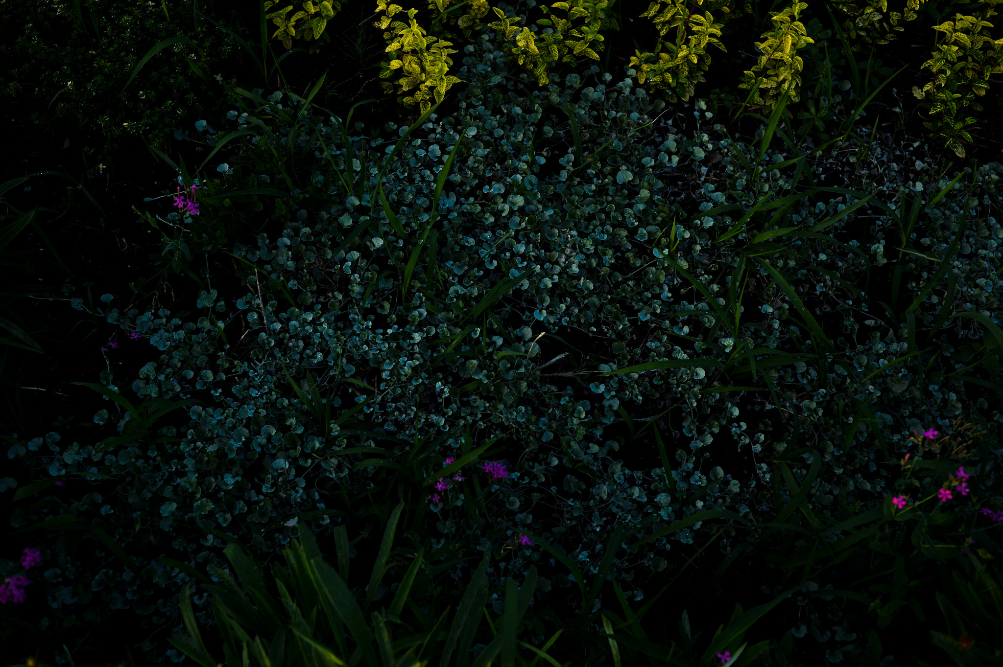 Nikon Df + Nikon AF Nikkor 35mm F2D sample photo. Dsc_6749.jpg photography