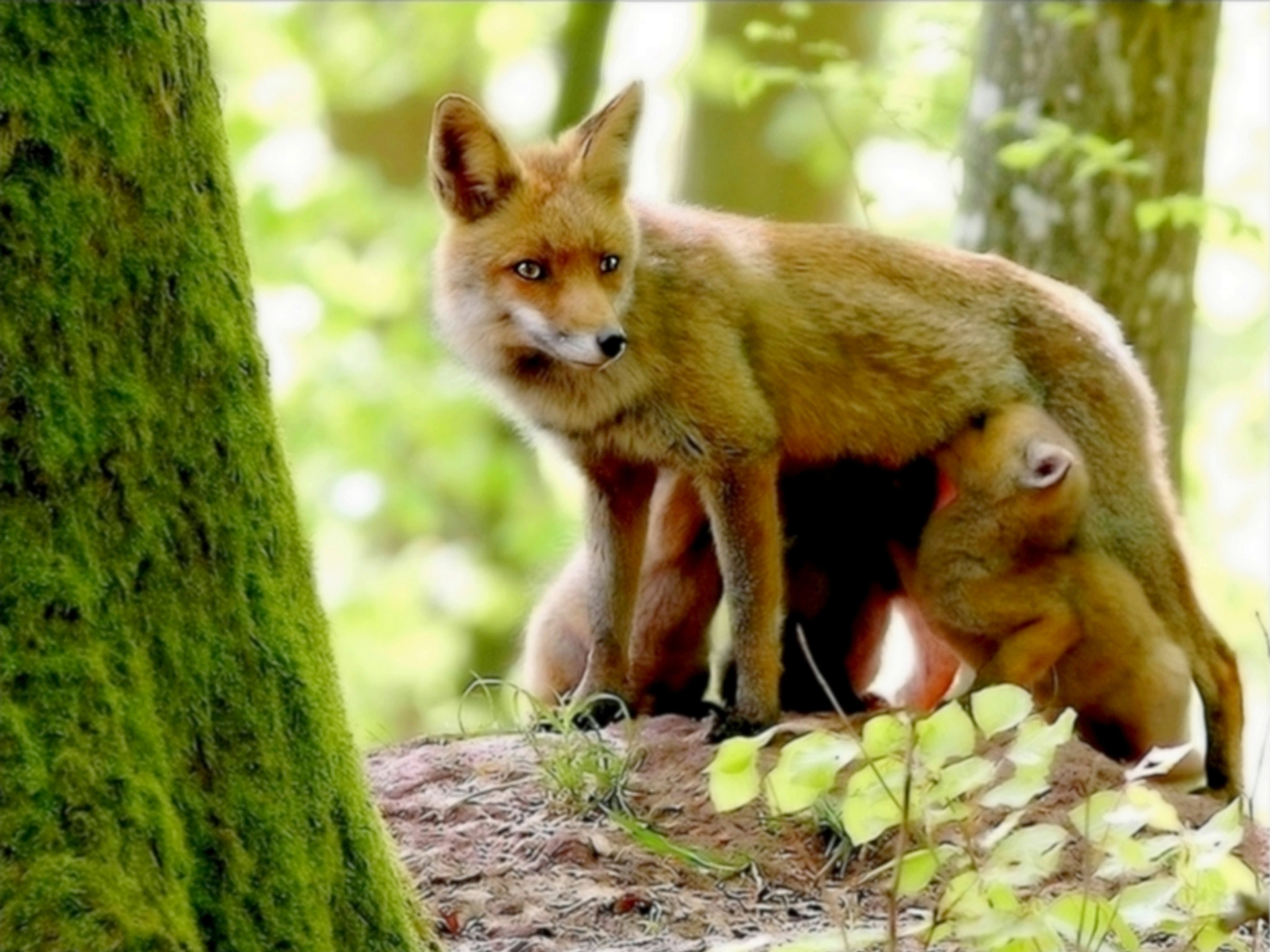 Canon EOS 40D + Canon EF 300mm F4L IS USM sample photo. Vixen and fox cubs.... photography