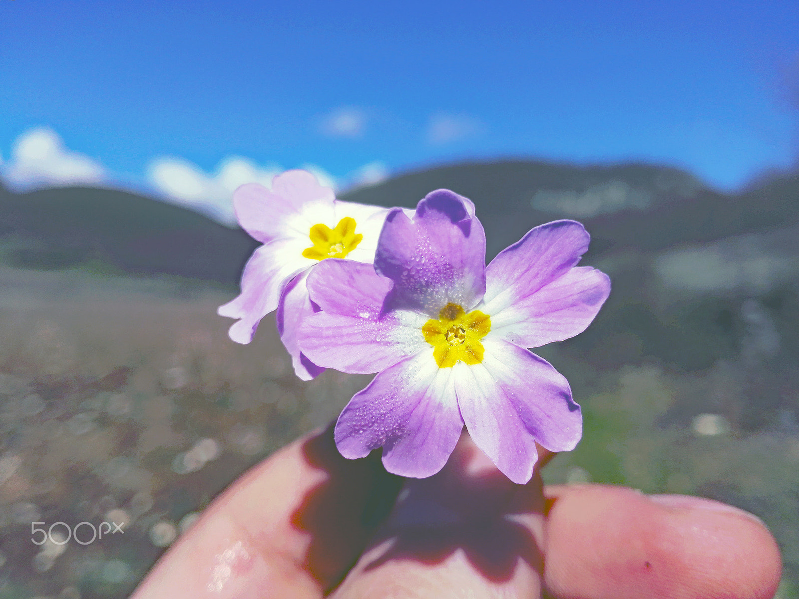 HUAWEI H60-L04 sample photo. Flower photography