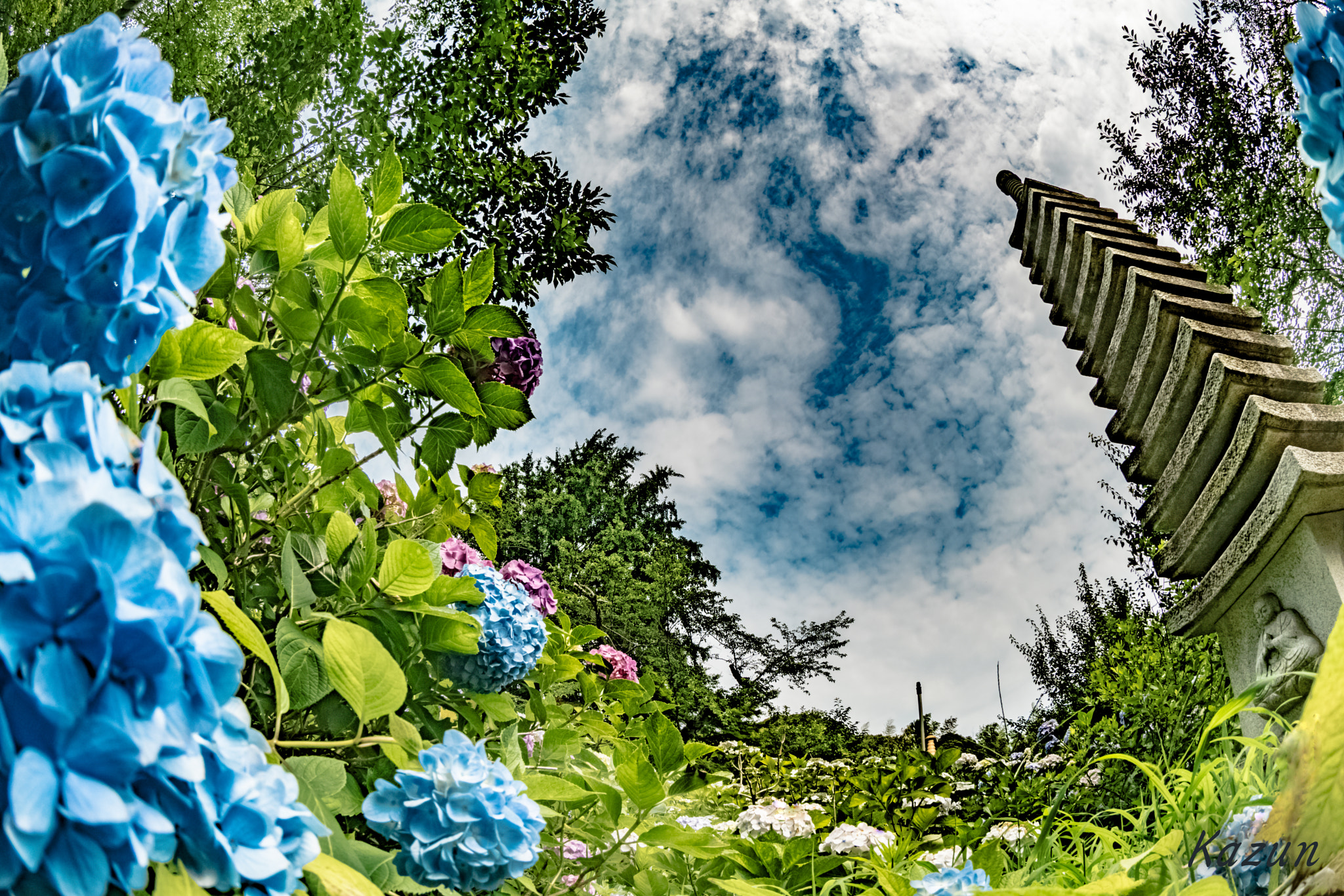 Sony a7R II + Canon EF 8-15mm F4L Fisheye USM sample photo. Hydrangea photography