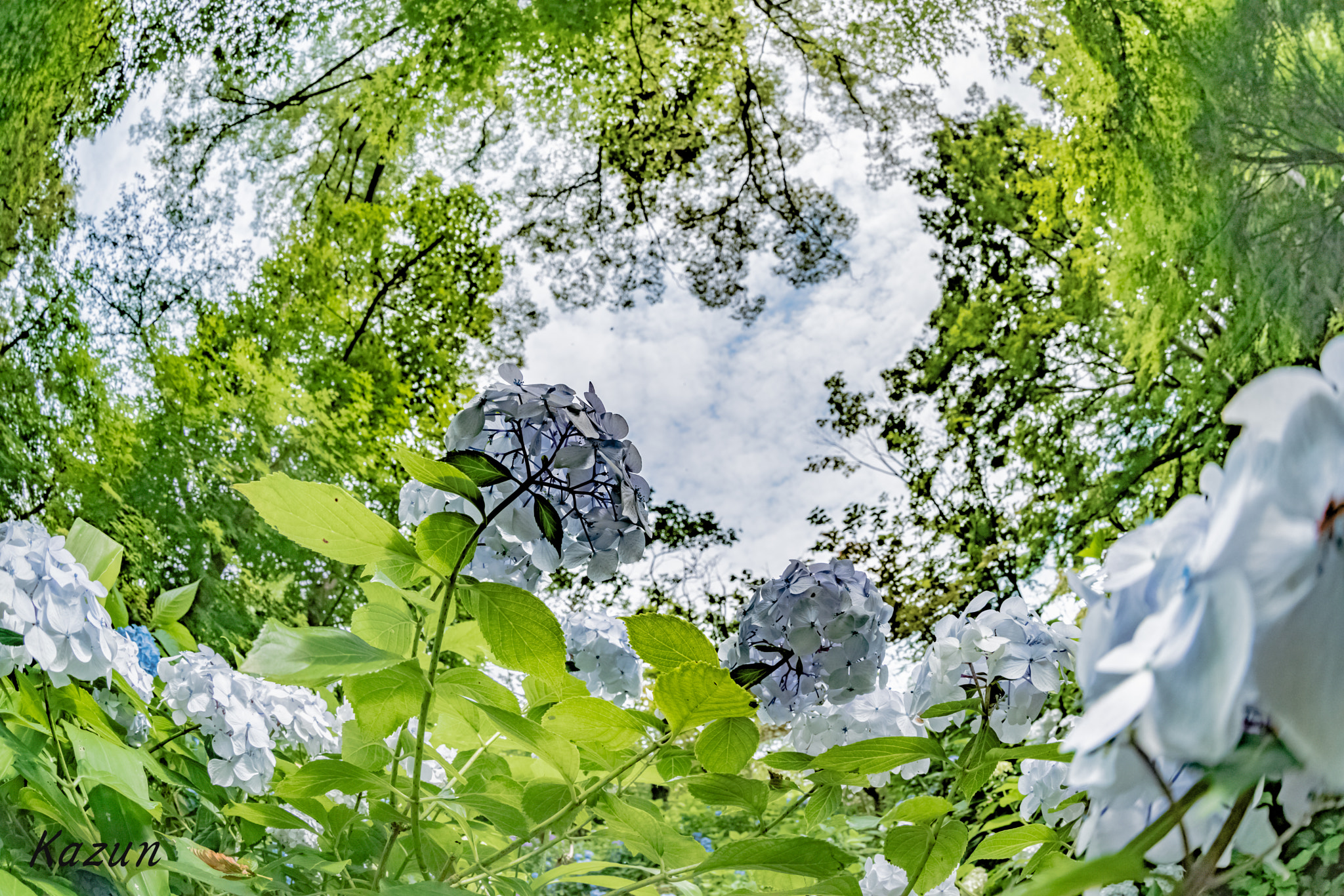 Sony a7R II + Canon EF 8-15mm F4L Fisheye USM sample photo. Hydrangea’s world! photography