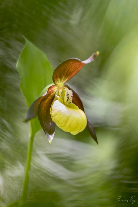 Canon EF 100mm F2.8L Macro IS USM sample photo. Sabot de venus photography