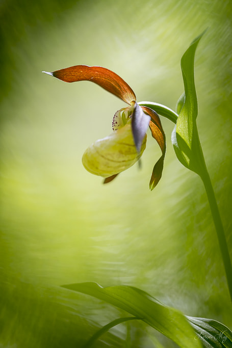 Canon EF 100mm F2.8L Macro IS USM sample photo. Sabot de venus photography