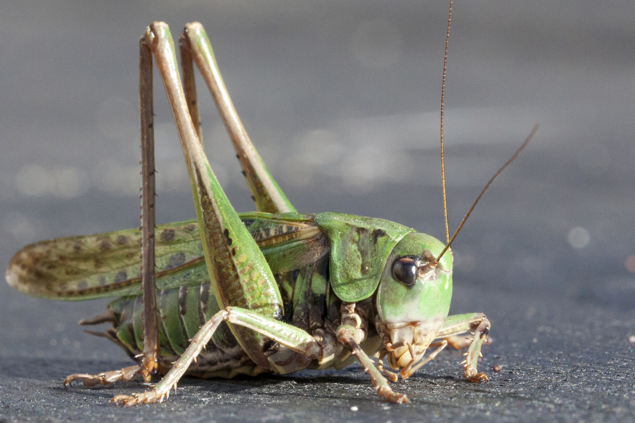 Sigma APO Macro 150mm f/2.8 EX DG HSM sample photo. Grasshopper photography