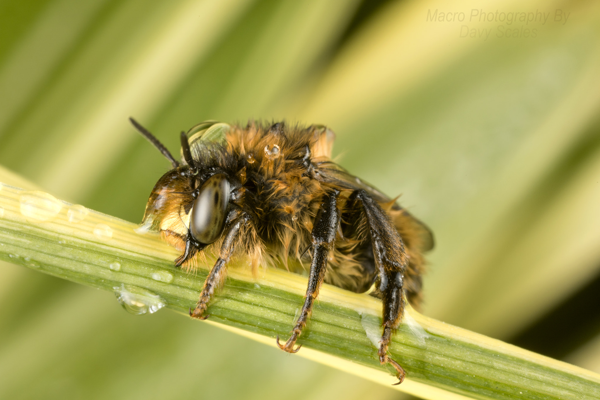 Canon MP-E 65mm F2.5 1-5x Macro Photo sample photo. Bee photography
