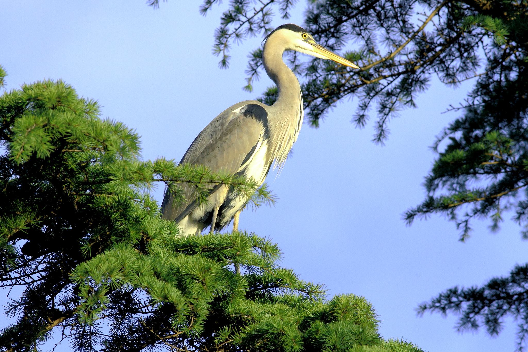 Canon EOS 7D + Canon EF 400mm F5.6L USM sample photo. Grey heron,gri balıkçıl, ardea cinerea,emirgan grove, photography