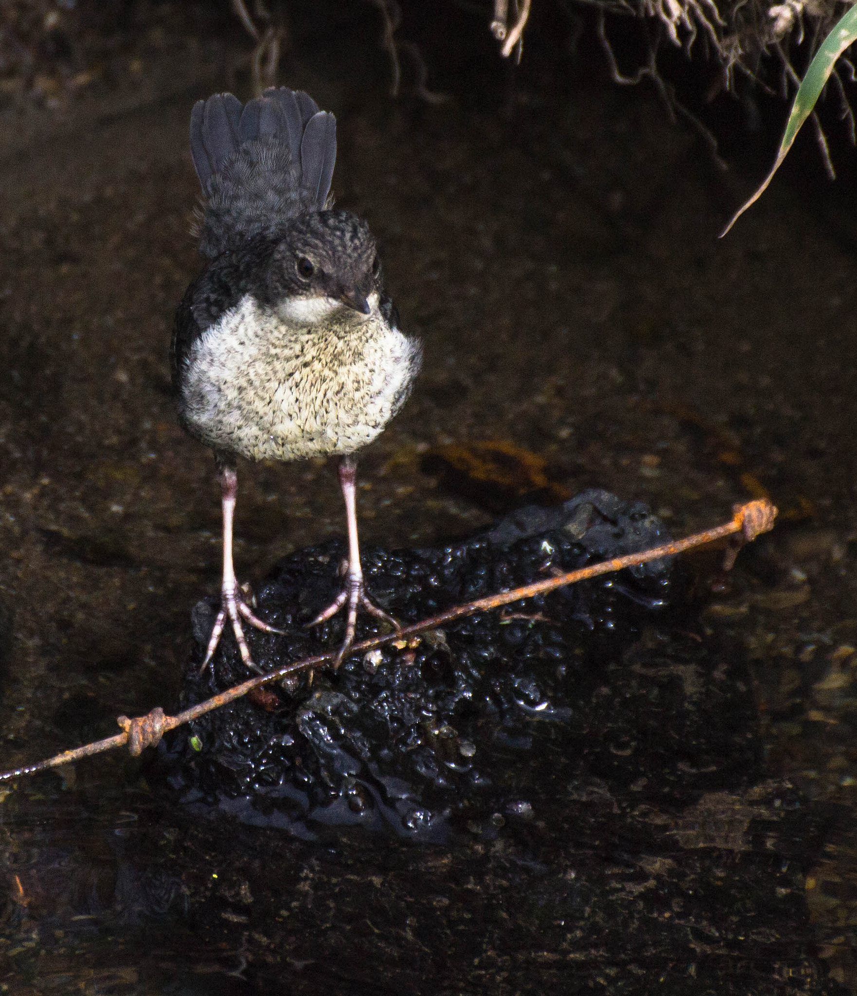 Nikon D3100 + Sigma 70-300mm F4-5.6 DG OS sample photo. Young dipper photography