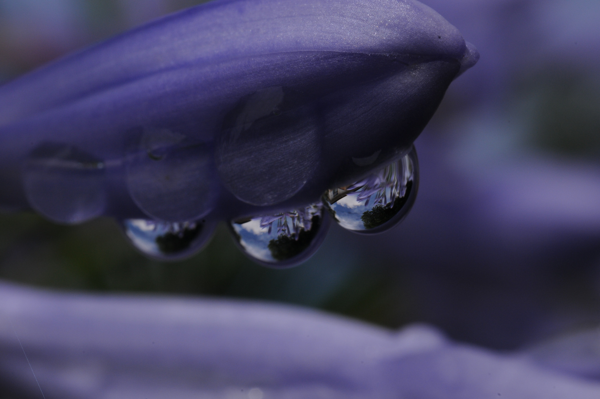 Nikon D300S + AF Micro-Nikkor 60mm f/2.8 sample photo. World of water_drops    photography