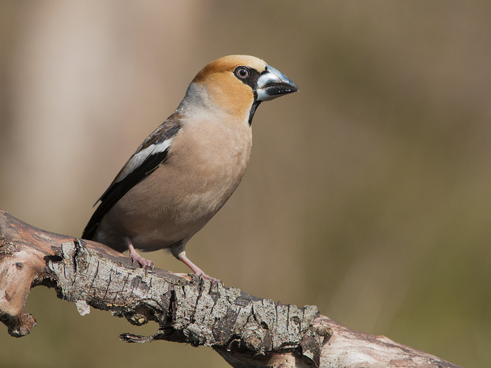 Canon EF 300mm F4L IS USM sample photo. Appelvink photography