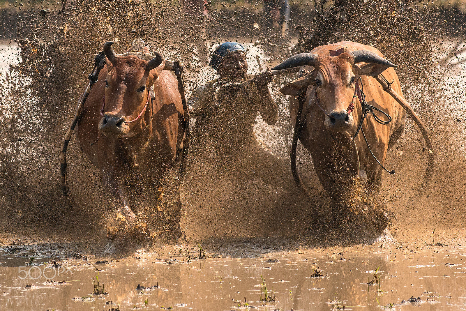 Nikon AF-S Nikkor 70-200mm F4G ED VR sample photo. Pacu jawi photography