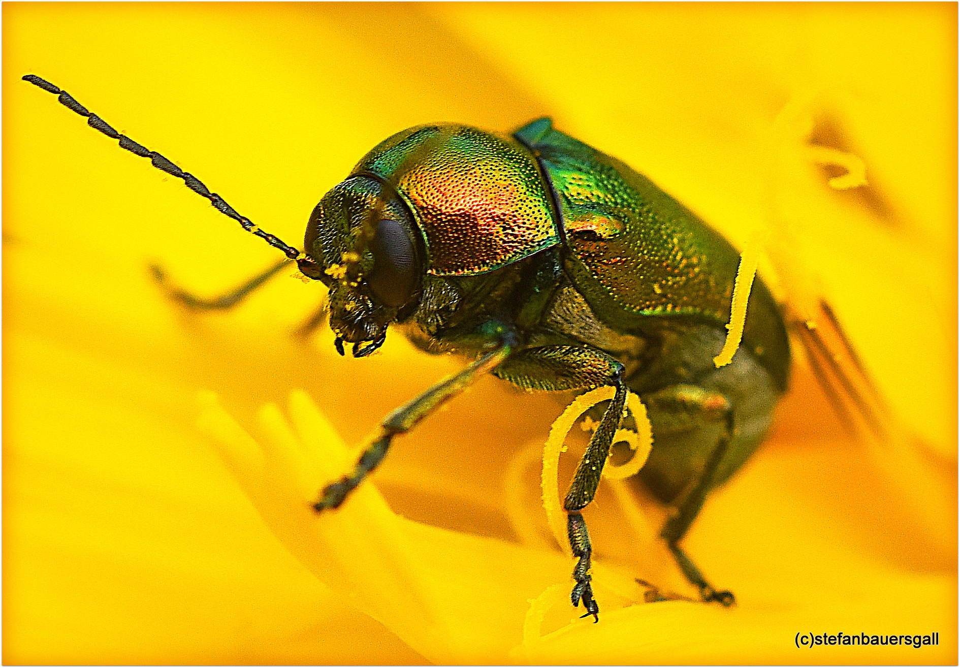 Nikon D810 + Nikon AF Micro-Nikkor 60mm F2.8D sample photo. "bug" photography