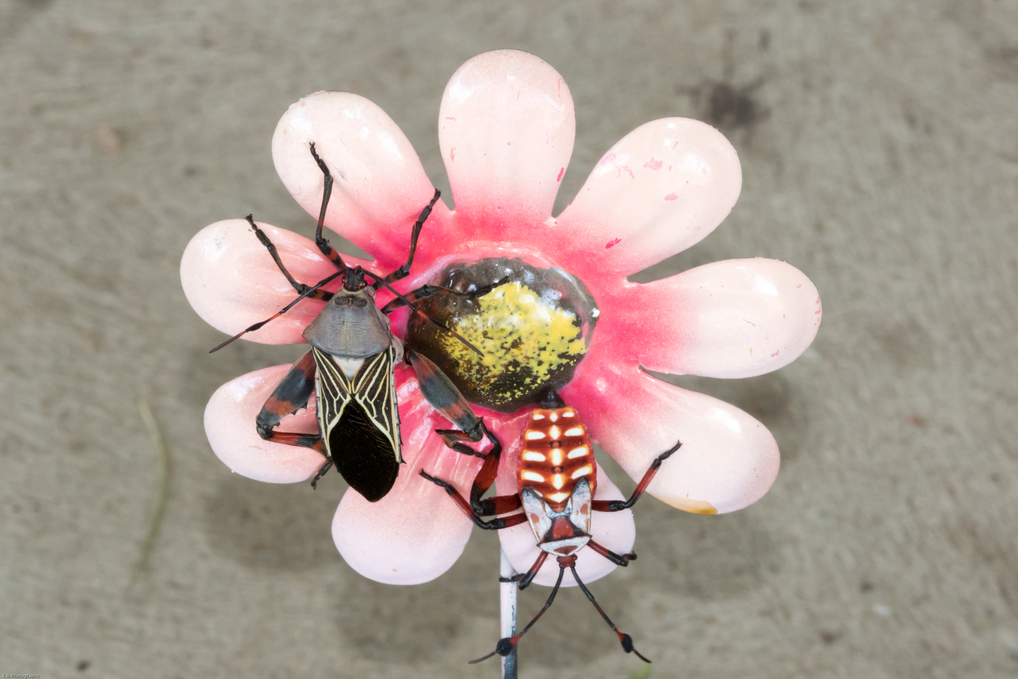 Canon EF 180mm F3.5L Macro USM sample photo. Mesquite beetle photography
