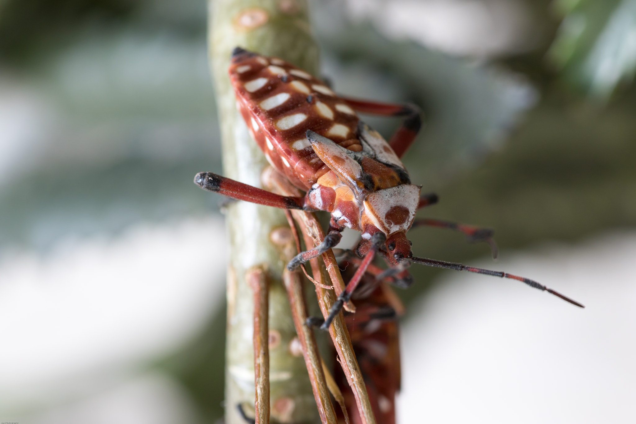 Canon EF 180mm F3.5L Macro USM sample photo. Mesquite beetle photography