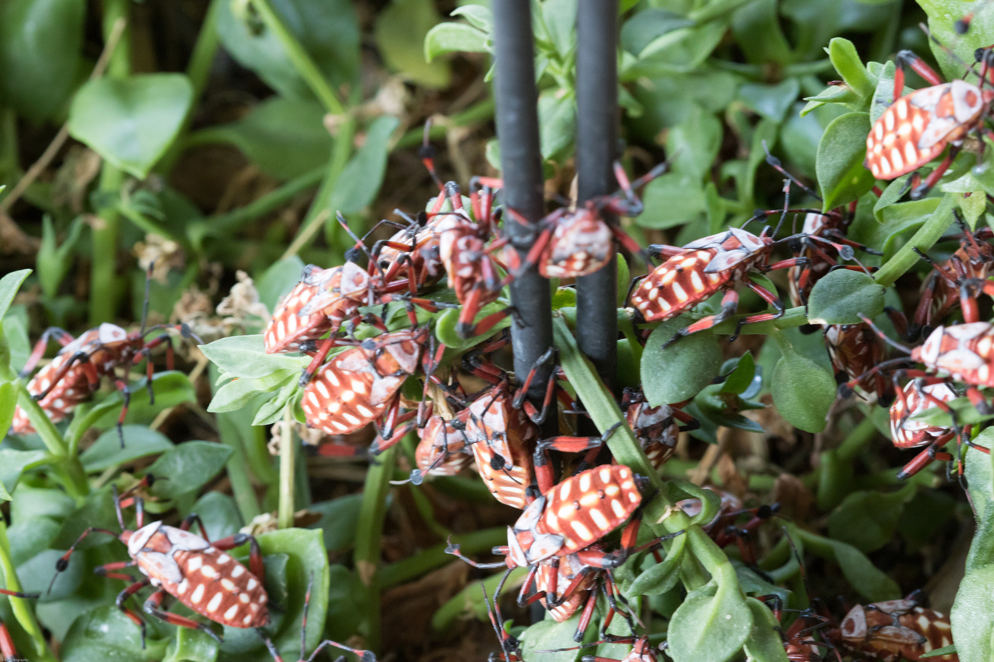 Canon EF 180mm F3.5L Macro USM sample photo. Mesquite beetle photography