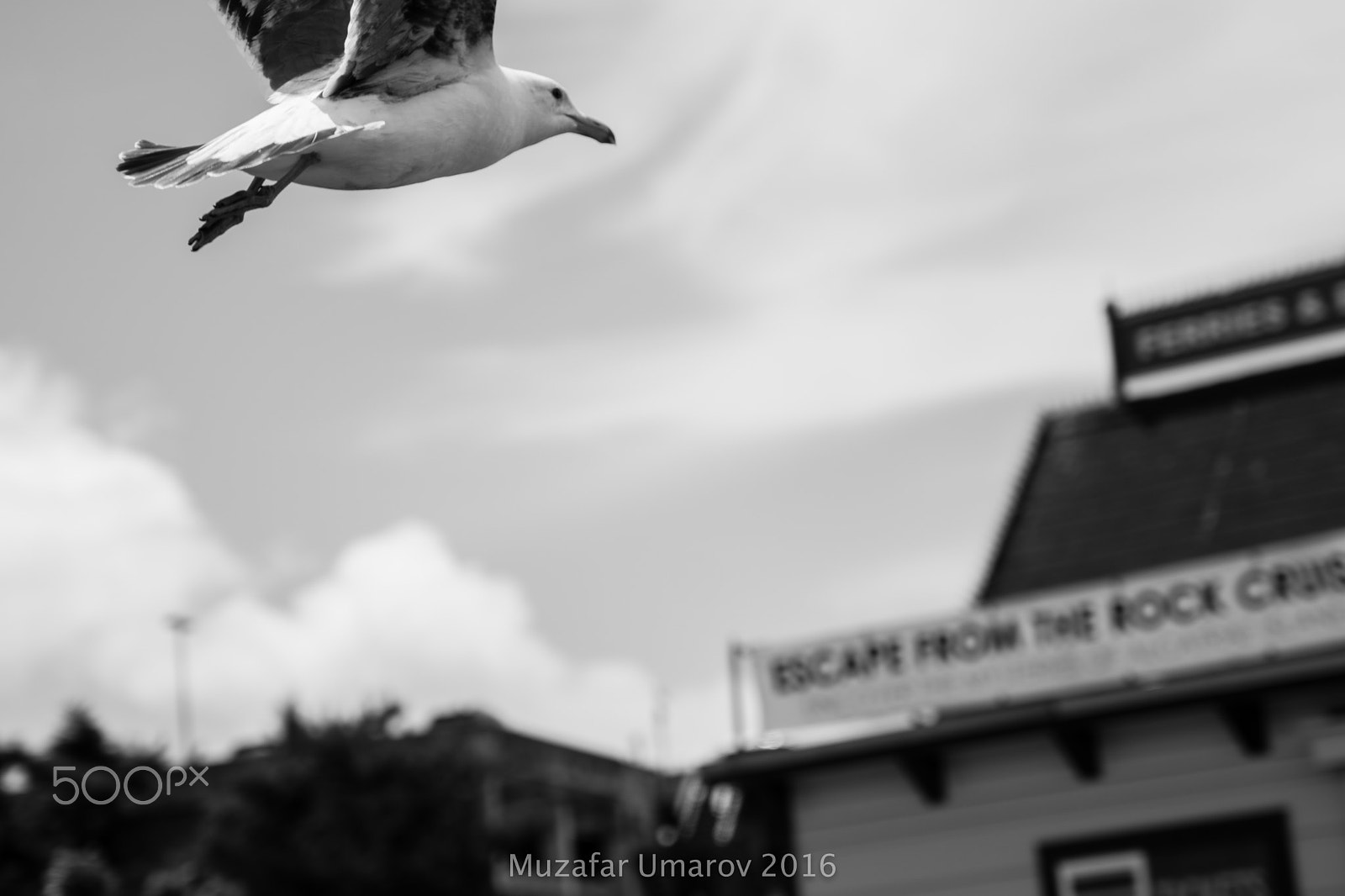Sony a6300 + Sony Vario Tessar T* FE 24-70mm F4 ZA OSS sample photo. Flying freely photography