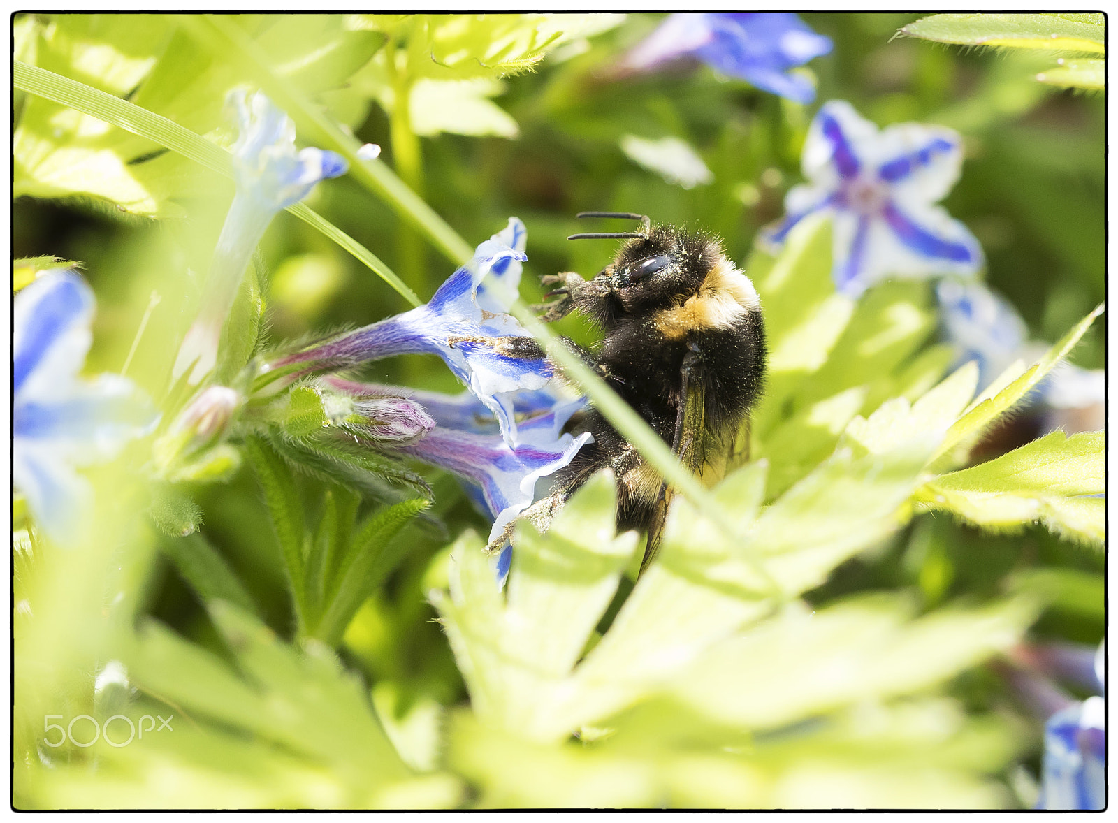 Canon EF 100mm F2.8L Macro IS USM sample photo. Buff tip bumble bee photography