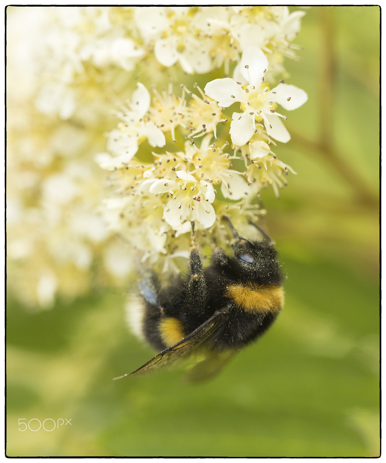 Canon EF 100mm F2.8L Macro IS USM sample photo. Pollinator photography