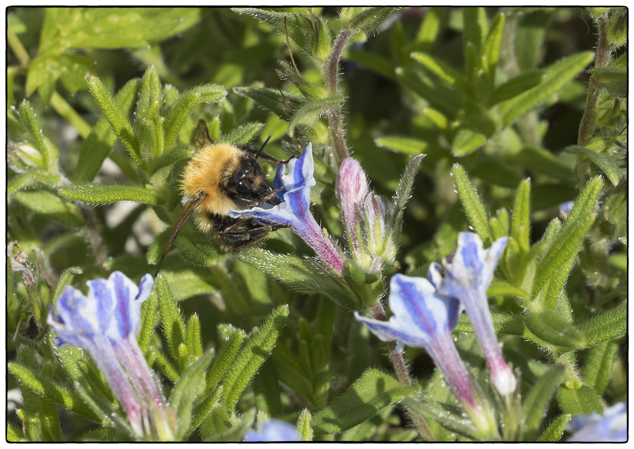 Canon EF 100mm F2.8L Macro IS USM sample photo. Common carder bee photography