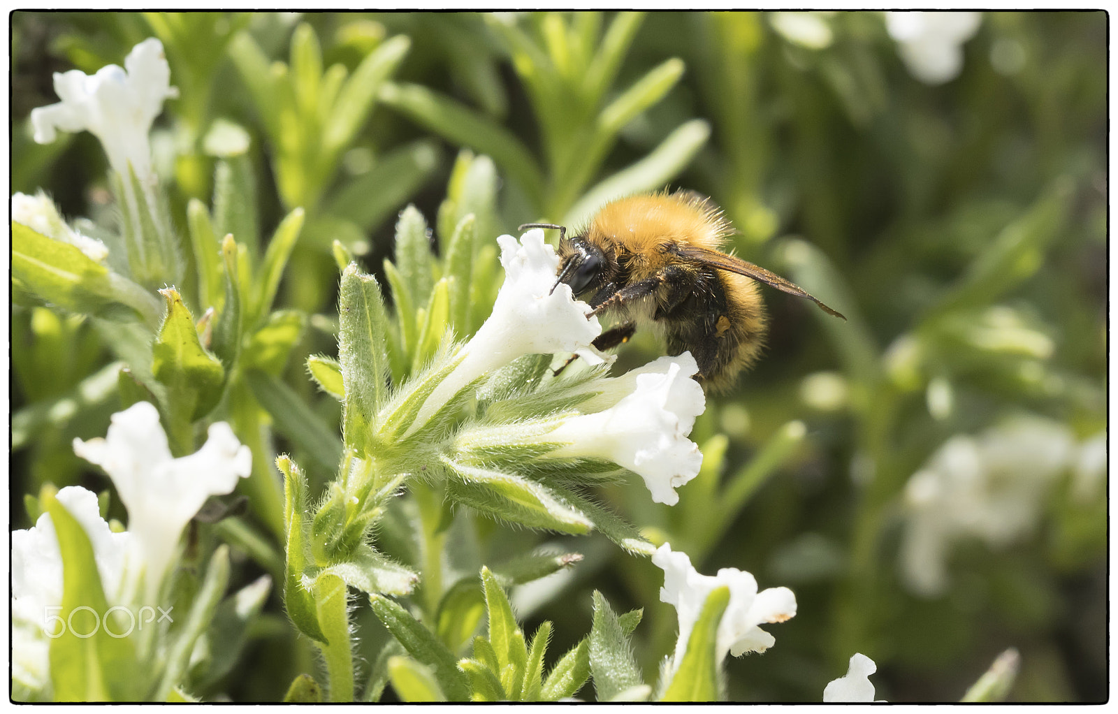 Canon EF 100mm F2.8L Macro IS USM sample photo. Comon carder bee photography