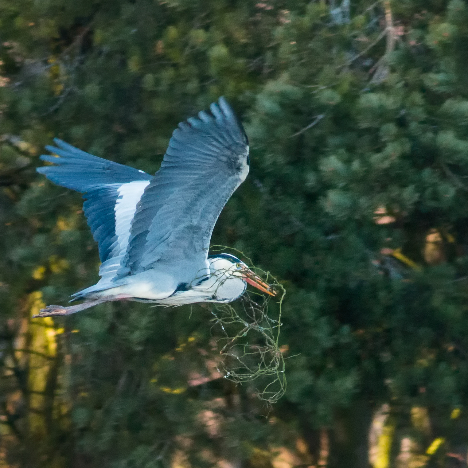 Canon EOS 70D + Canon EF 400mm F5.6L USM sample photo. Heron with nesting material photography