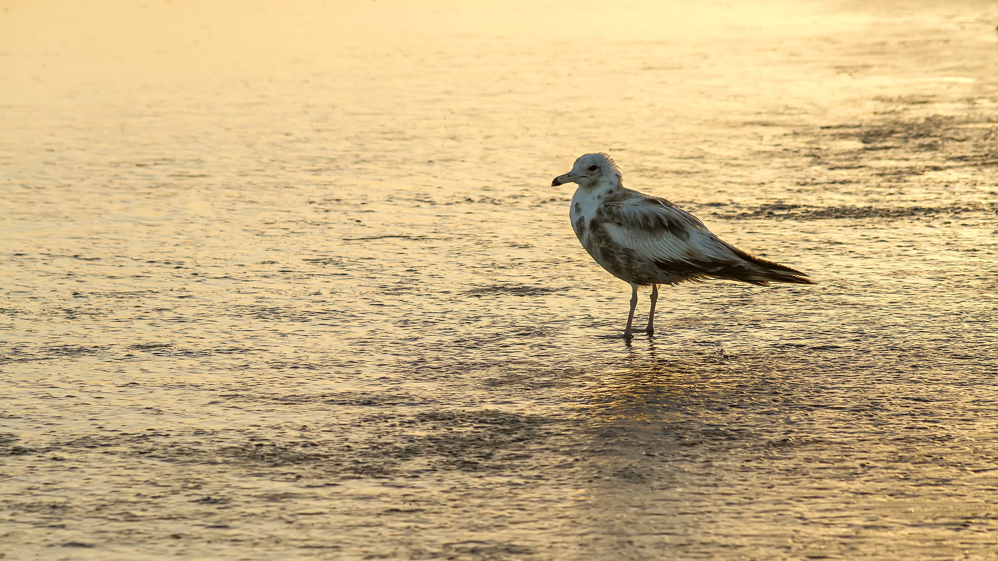 Sigma APO 50-150mm f/2.8 [II] EX DC HSM sample photo. Wildlife/nature photography
