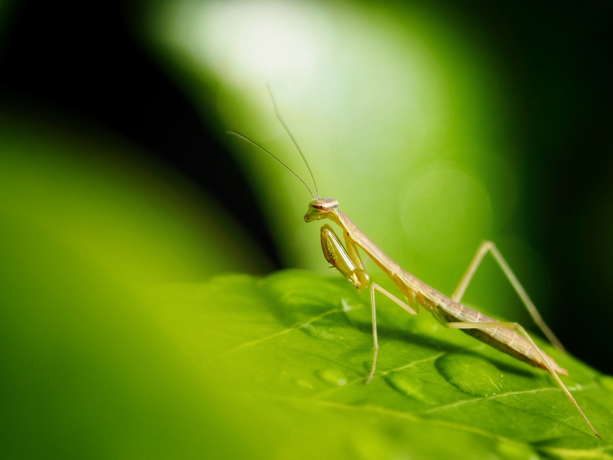 Olympus PEN E-PL7 sample photo. Young mantis photography