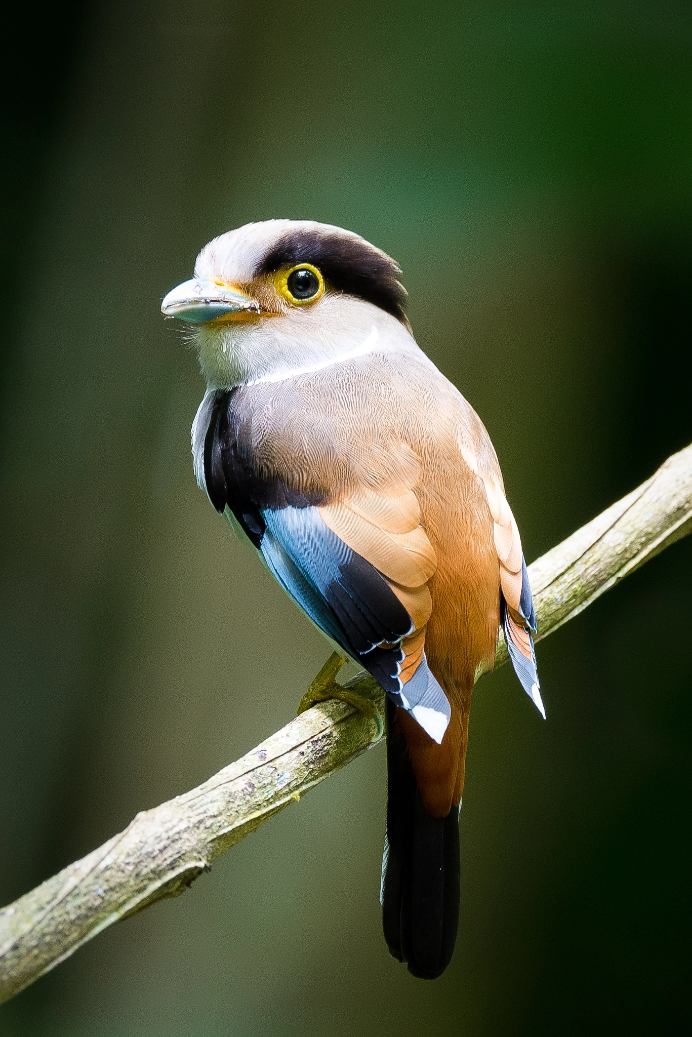 Nikon AF-S Nikkor 600mm F4E FL ED VR sample photo. Sliver-breasted broadbill photography