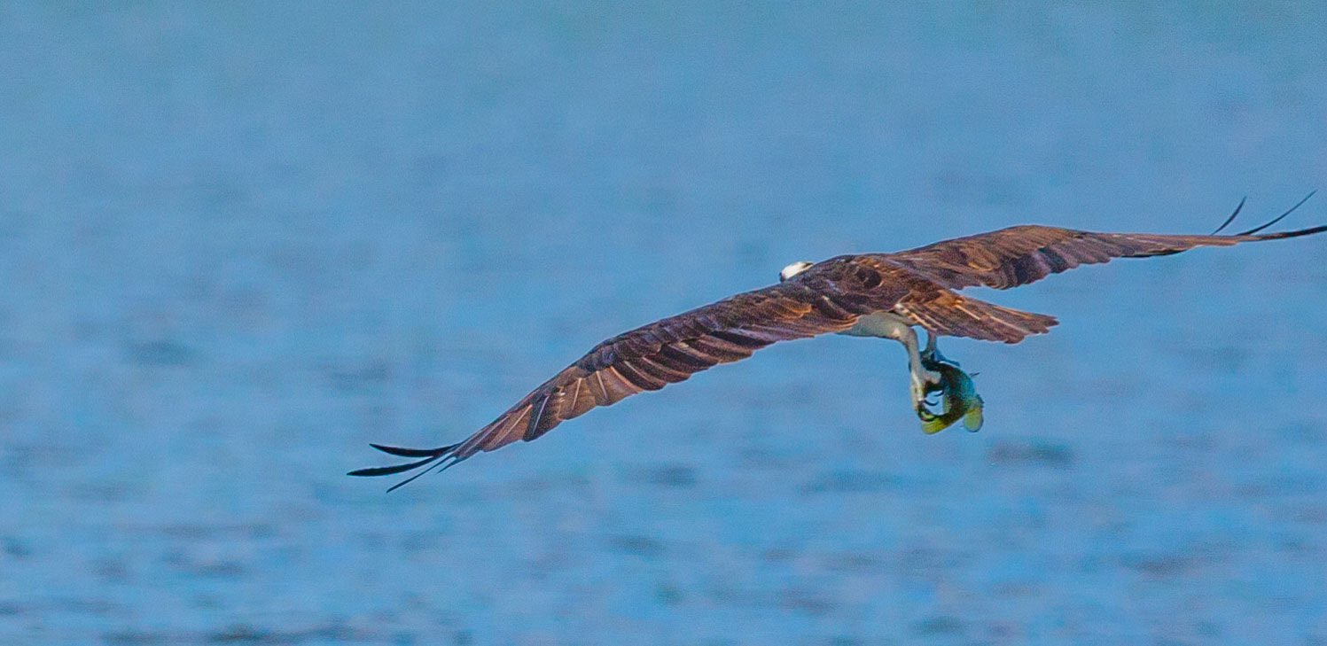 Canon EF 300mm F2.8L IS II USM sample photo. Osprey grabs breakfast photography