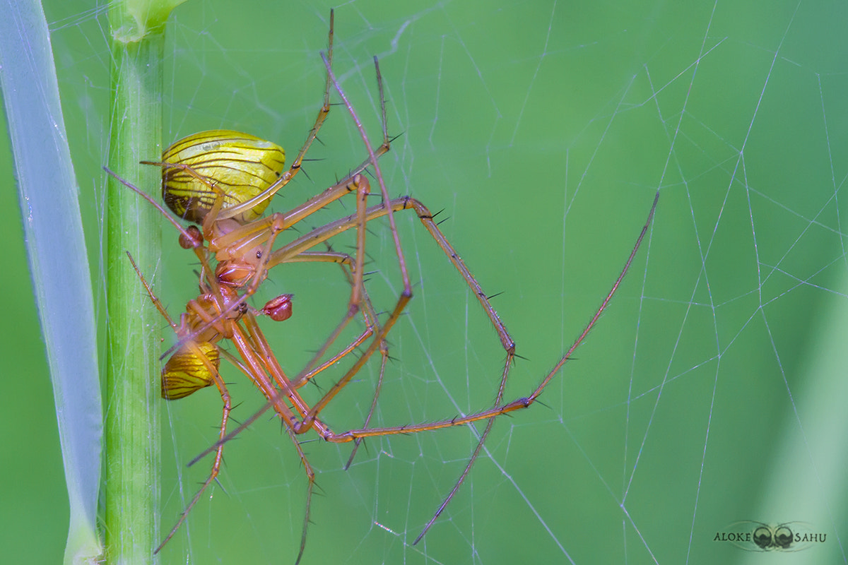 Canon MP-E 65mm F2.5 1-5x Macro Photo sample photo. Kissing spiders photography